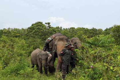 Menjaga jarak dengan gajah, menjaga penghidupan warga di Way Kambas