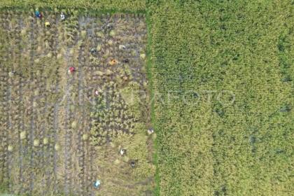 Pemerintah hitung ulang ketahanan pangan RI petakan dampak El Nino
