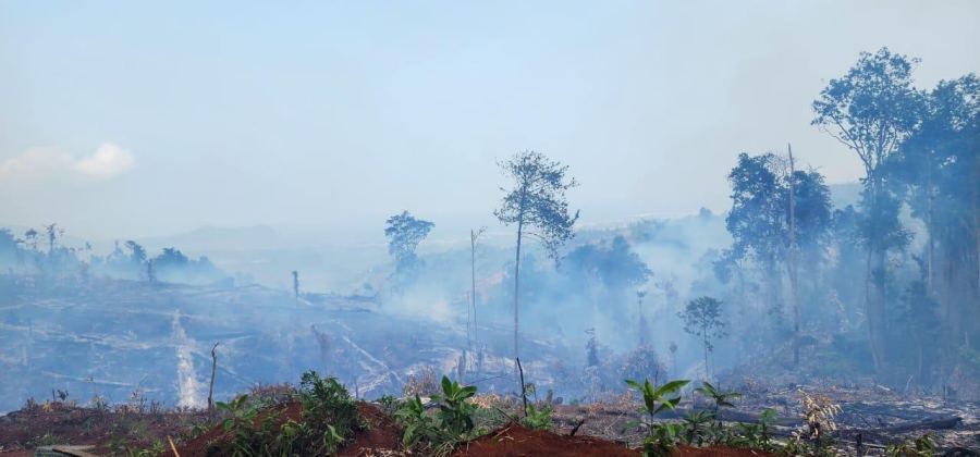Polda Sulteng Tangani Laporan Dugaan Perusakan di Kawasan PT Vale, Ini Kata GAKKUM Kehutanan