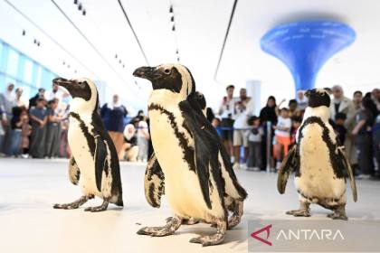 Australia vaksinasi massal penguin untuk cegah fllu burung