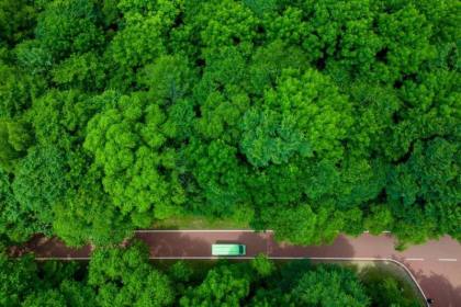 Pepohonan di hutan sulit beradaptasi dengan kekeringan panjang