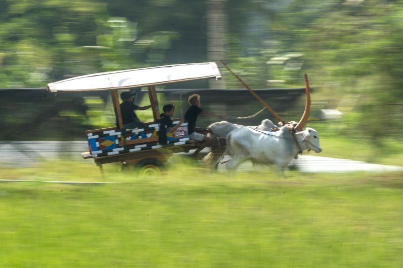 Potret semarak Festival Gerobak Sapi di Yogyakarta