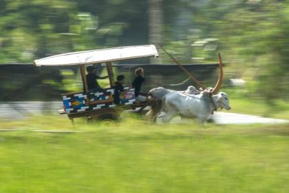 Potret semarak Festival Gerobak Sapi di Yogyakarta