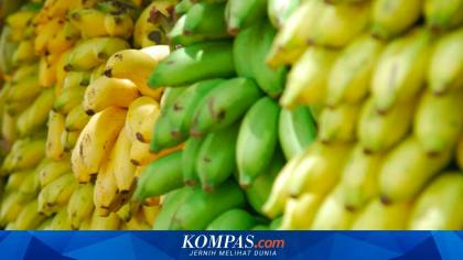 Pisang Mas Kirana Lumajang Bidik Singapura, Produksi 191 Ton per Bulan