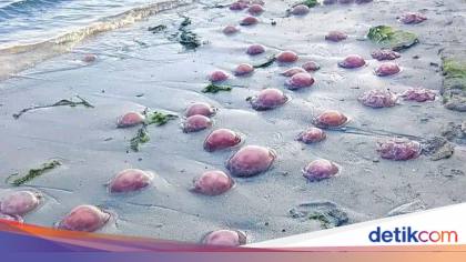 Ubur-ubur Merah Muda Muncul di Pantai Buton Tengah, Ini Penjelasan BMKG