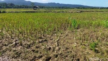 Puluhan Hektare Sawah di Bogor Dilanda Kekeringan, Terancam Gagal Panen