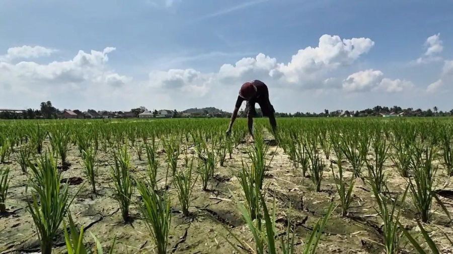 Proyeksi BPS: Produksi Beras Turun Hingga Oktober 2026
