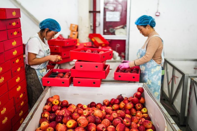Industri apel tingkatkan pendapatan warga di Weining, China