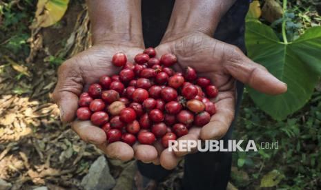 PPI Ekspor 38,4 MT Kopi Robusta ke Mesir