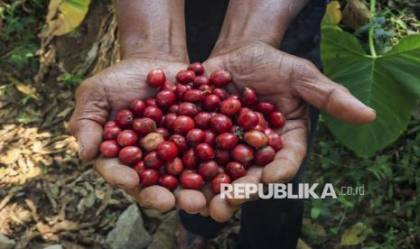 PPI Ekspor 38,4 MT Kopi Robusta ke Mesir