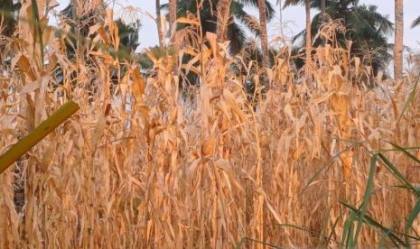 Antisipasi El Nino Ekstrem, Dinas Pertanian Sulut Siapkan Tanaman Tahan Kekeringan