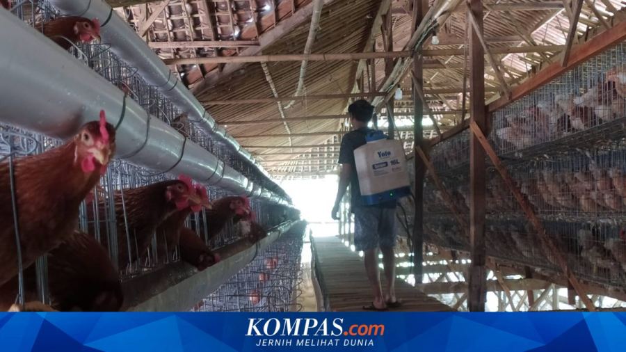 Harga Cabai Rawit Tembus Rp 90.050 per Kg, Telur Ayam Rp 29.900