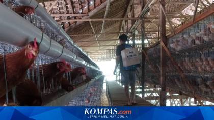 Harga Cabai Rawit Tembus Rp 90.050 per Kg, Telur Ayam Rp 29.900
