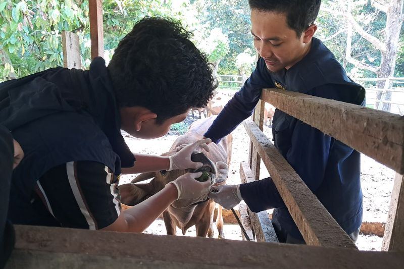 TEP Unair periksa 1.000 sapi dukung ketahanan pangan daerah