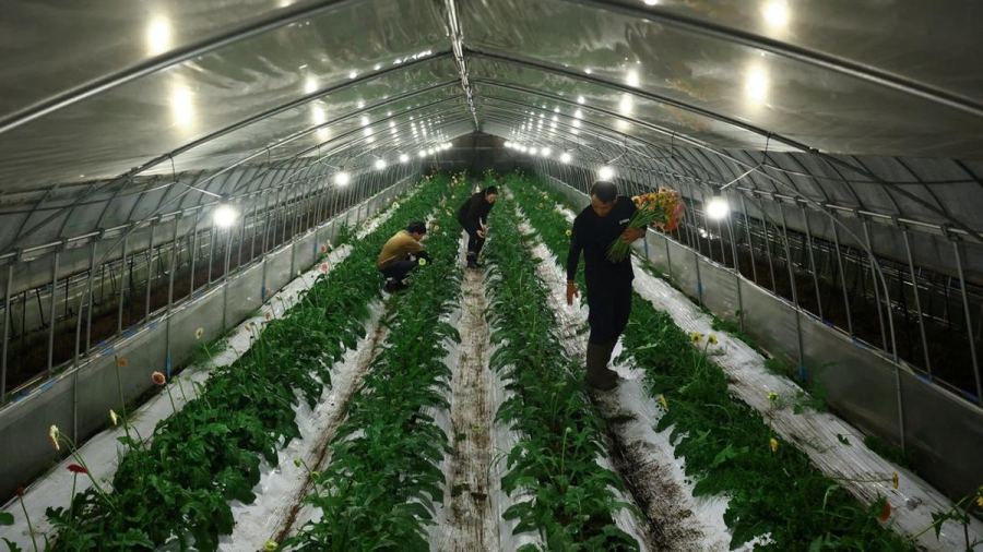 Petani Jepang Cuma Keluar Malam, Tak Kuat Lagi Kerja di Bawah Matahari