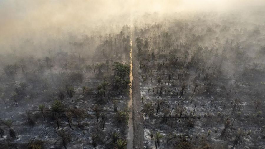FOTO: 20 Hari Membara, Karhutla Muaro Jambi Hanguskan Ratusan Hektare