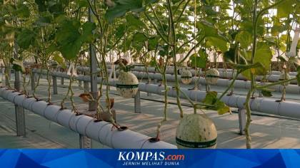Melon Hidroponik dari Sidoarjo Tembus Papua hingga Bali, Sekali Panen Capai 1,5 Ton