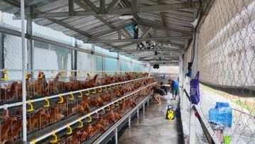 Napi Rutan Cipinang Dilatih Beternak Ayam Petelur: Beri Pakan hingga Panen