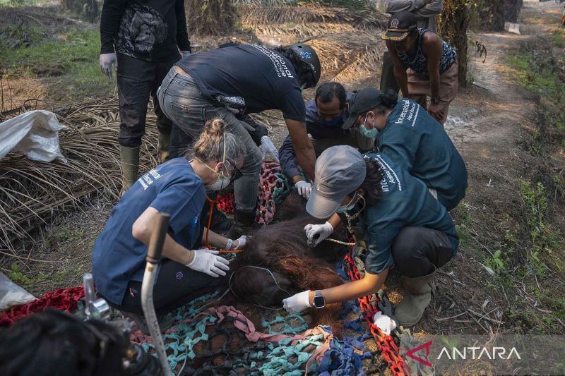Karhutla 2026: Menyelamatkan satwa, menjaga rumahnya