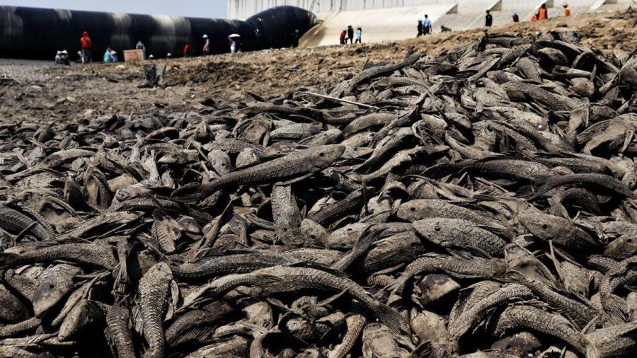 FOTO: Bendung Karet Pati Mengering, Bau Busuk Ikan Menyengat