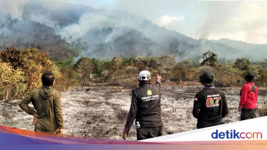 50 Hektare Lahan di Luwu Terbakar, Api Sudah Sebulan Belum Padam