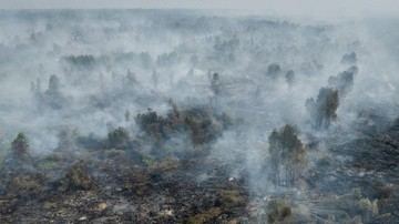 Otorita IKN Sanksi Perusahaan Perkebunan Penyebab Karhutla, Wajib Pulihkan Lahan