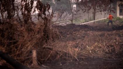 Bos Bursa Jelaskan Dampak Karhutla Kalimantan ke Bursa Karbon