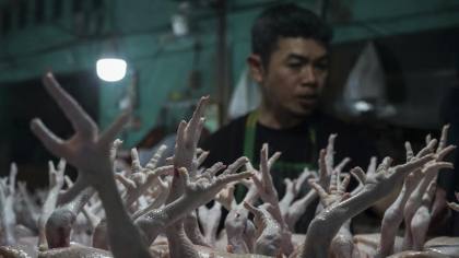 Harga Ayam Tembus Rp100 Ribu, Kemendagri Curiga Dimainkan Distributor