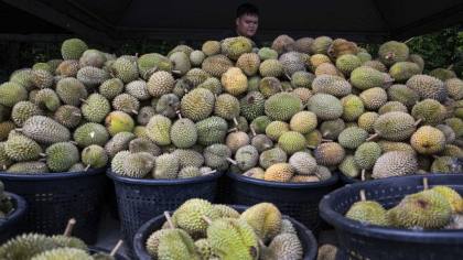 Pria Ini Ditangkap Gara-gara Curi 1,6 Ton Durian