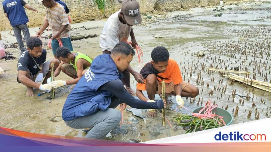 Unhas Tanam 1.500 Mangrove Bersama Warga Kampung Saharey Fakfak