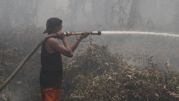 Mengapa Lahan Gambut yang Dikeringkan Bisa Memperparah Kebakaran?