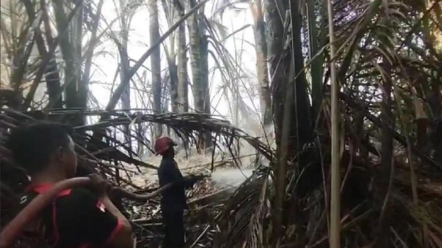1 Hektare Hutan Sagu di Desa Tanggobu Konawe Terbakar, Puluhan Warga Bantu Padamkan Api