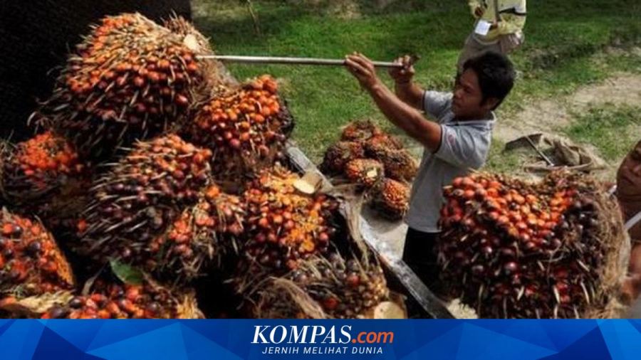 Produksi Sawit Terancam El Nino, Serapan CPO Justru Naik karena B50