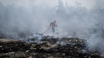 BNPB Ungkap Situasi Karhutla di Sumatera, Kalimantan hingga Papua Barat