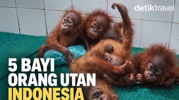 Bisakah Bayi Orang Utan Hidup Tanpa Ibunya? Lima Ekor Ditemukan di Hutan India