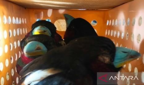 Bandara Soekarno-Hatta Gagalkan Penyelundupan 101 Burung oleh WN Sri Lanka