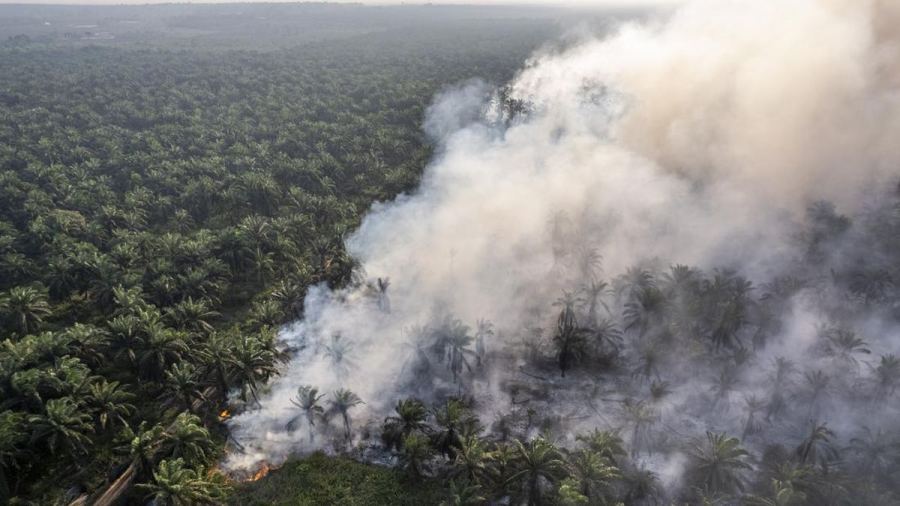 Polisi Belum Bidik Korporasi di Kasus Karhutla Sumatra dan Kalimantan