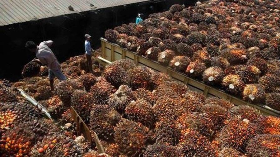Kronologi Pembelian CPO oleh JARR Versi Kuasa Hukum Duta Palma