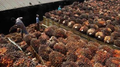Kronologi Pembelian CPO oleh JARR Versi Kuasa Hukum Duta Palma