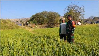 Bukan Sekadar Kawal Wilayah, Babinsa Sidrap Turun ke Sawah Dampingi Petani