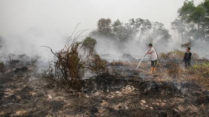 BNPB Ungkap 458 Hektare Lahan di IKN Masih Terbakar