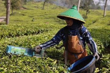 Dana Bergulir LPDB Perkuat Bisnis Pusat Koperasi Karyawan PTPN VIII