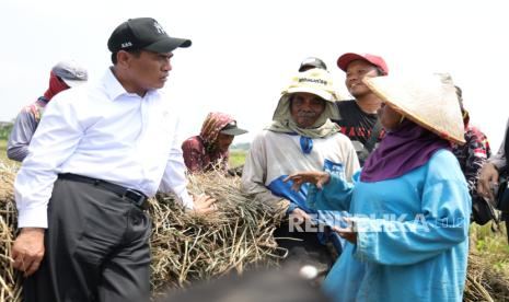 Amran Siapkan Subsidi Benih, Bakal Dongkrak Produksi Padi dengan Metode Baru