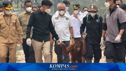 Cek Pusat Rehabilitasi Orangutan di Tengah Karhutla, Gibran: Satwa Tak Boleh Diabaikan