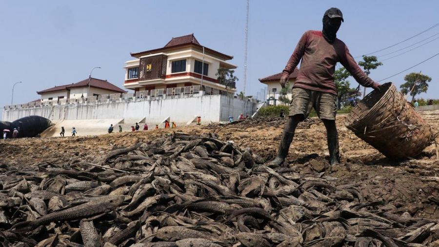 Potret Sungai Pati Kering Kerontang, Ribuan Ikan Sapu-Sapu Muncul