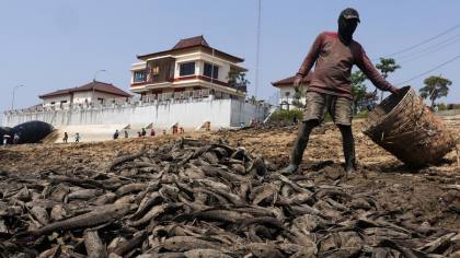 Potret Sungai Pati Kering Kerontang, Ribuan Ikan Sapu-Sapu Muncul