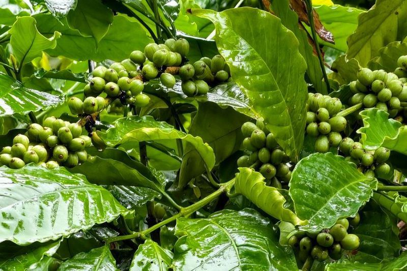 Kota tropis di Tiongkok nikmati kesuksesan berkat industri kopi