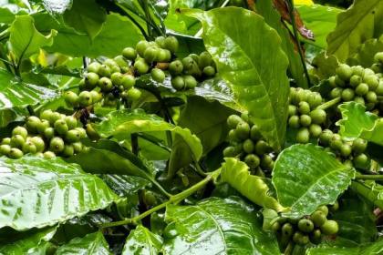Kota tropis di Tiongkok nikmati kesuksesan berkat industri kopi