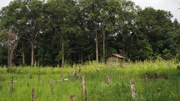 Di Tengah Sorot Karhutla, Dosen ITB Beberkan Pelajaran Terkait Api dari Dayak Iban