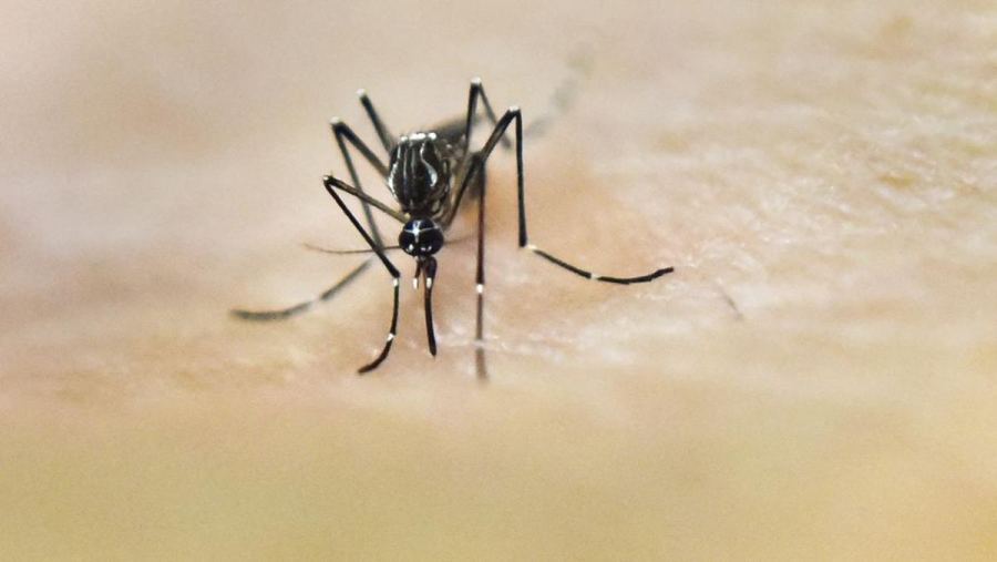 Waspada Virus Zika di Bali, Ini Gejala dan Risikonya